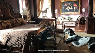 Funny Cat Teases And Chases Great Dane Cat And Dog Play Tag