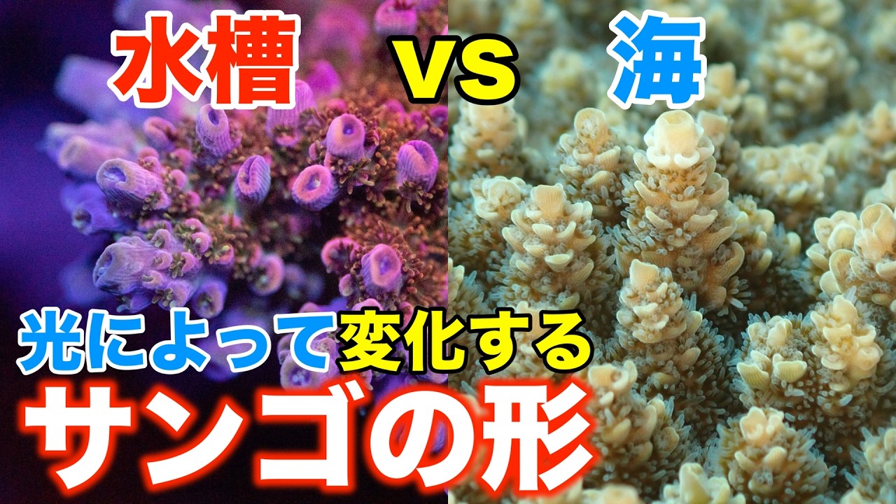 Why do corals change shape? What is the hidden mechanism behind