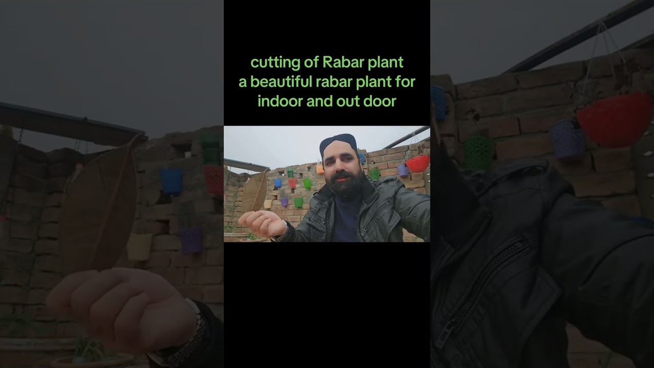 Cutting of rabar plant 🪴 