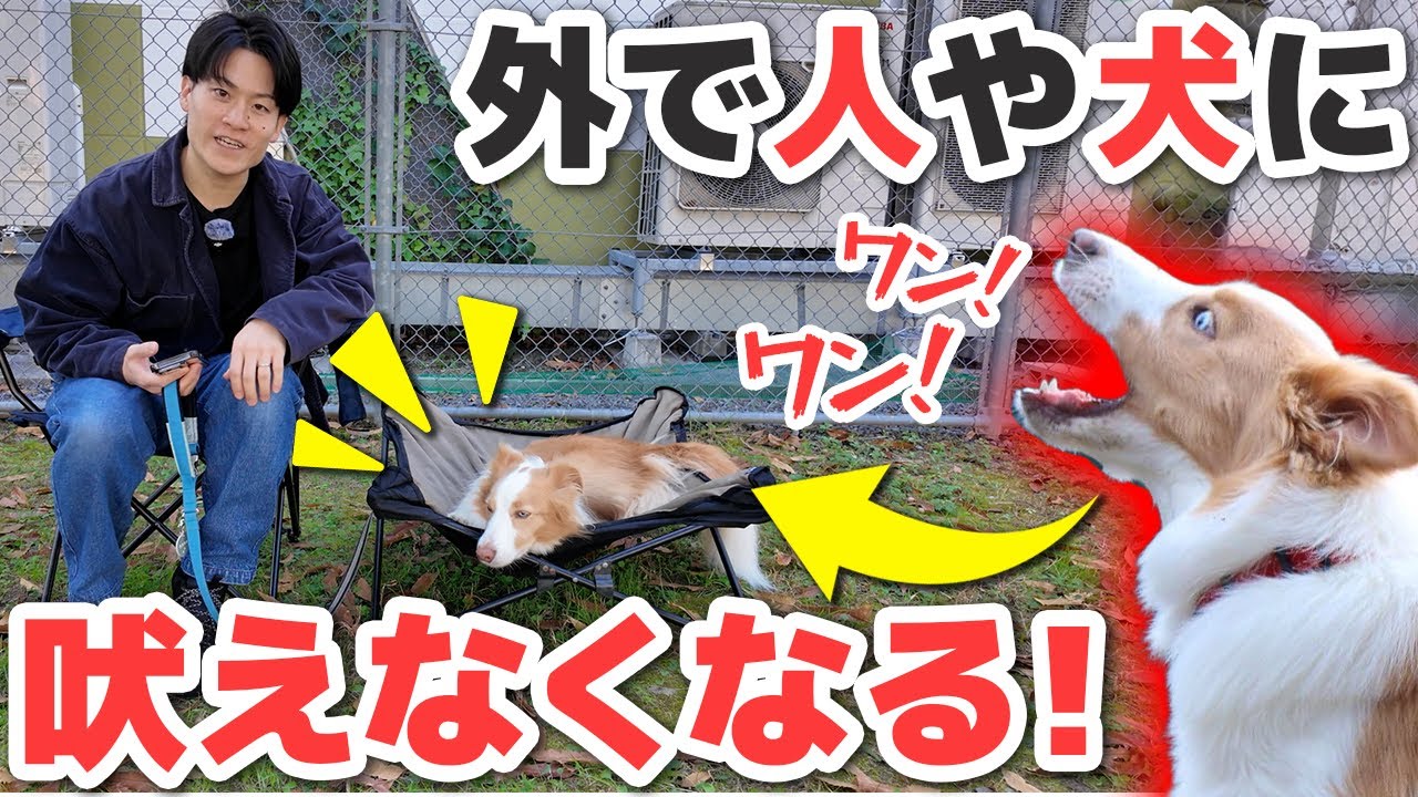 犬っころ 外で落ち着かない犬必見】人や犬に吠えなくなる！外で