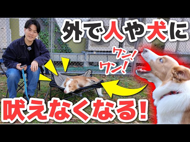 動かない犬 外で落ち着かない犬必見】人や犬に吠えなくなる！外で