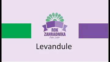 Jaké jsou účinky čaje z levandule?