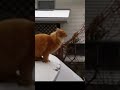 From Epic Fails to Feline Friend Goals! 🐾 #CatFails #CuteCats #PetLove