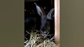 Кроличья ферма City rabbit