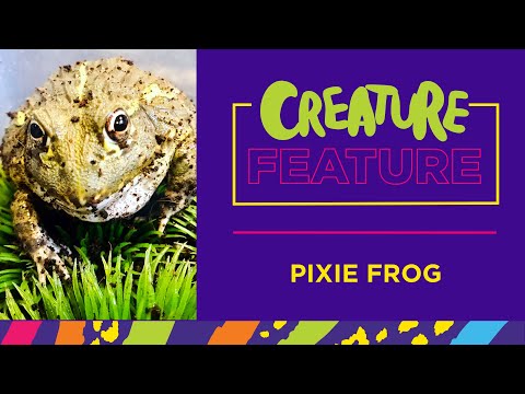 Creature Feature: Featuring Francis, the Pixie Frog!!