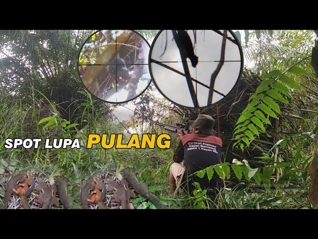 WOW‼️HAMA TUPAI MAKIN BANYAK//SPOT LUPA PULANG #berburu #hunting #tupai #squirell class=