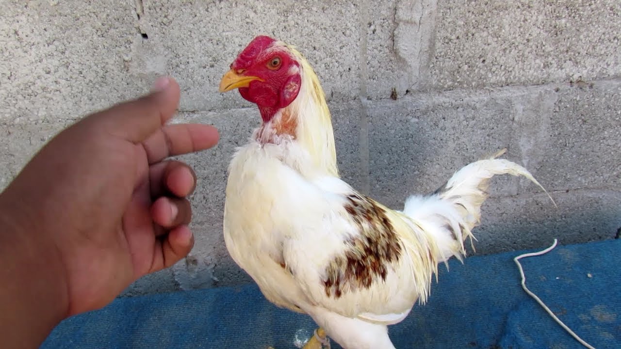 como amanzar un gallo arisco
