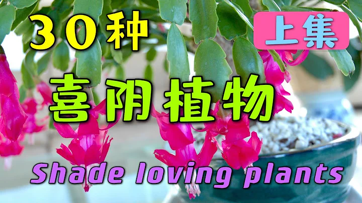 30種 喜陰家養植物 （上集） 不要陽光暴晒 House plants like shade sun 需要半遮陽的家養植物 106 - 天天要聞