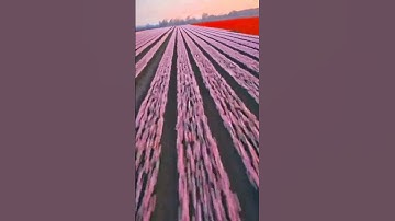 Thumbnail of A song in a tulip field,bright as a dream🌸✨🎵 #fypシ゚viral #audio #music #newsong #song #spotify #song