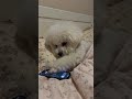 Even puppies hate being woken up while they're sleeping#doglover #dog #cutedog #funnydog