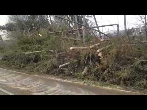 Video: Colț Periculos: Cum Să Protejăm Copacii De Rupere