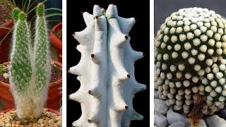 25 Tipos De Cactus Sin Espinas