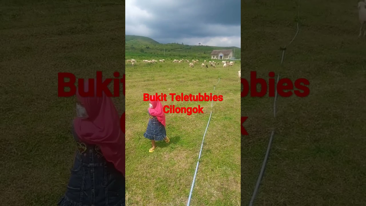Kambing di Bukit Teletubbies menggala cipendok