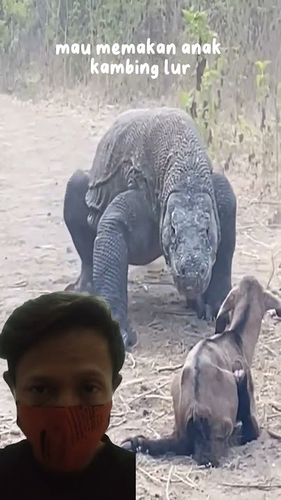 😱komodo memakan anak kambing #animals #alamliar #komodo #alamliar