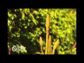 Plantas medicinales Asphodelaceae Aloe vera savila