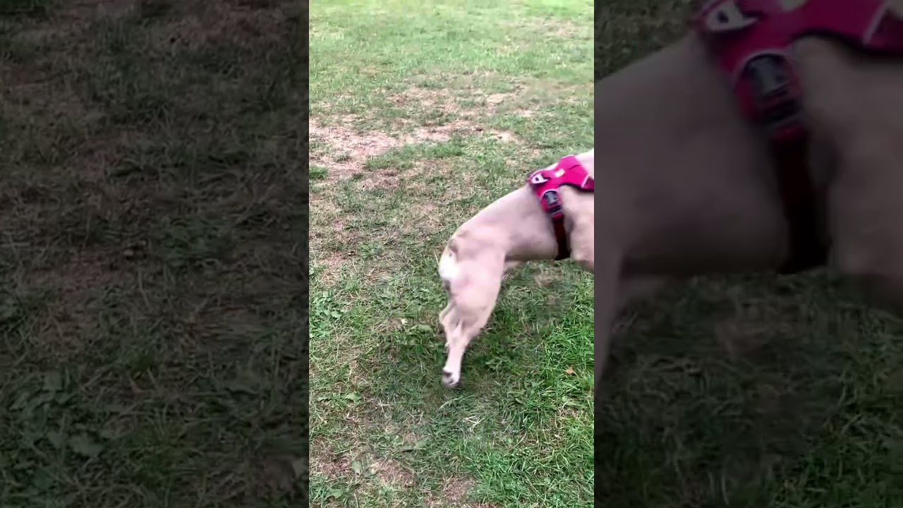 French Bulldog on her walks, barking reaction video, dog reaction video, fr...