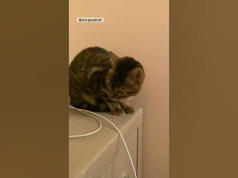 Всем кошачий поцелуй 😽😽😽 #bengalcat #bengalcatsworld #бенгальскийкот ...