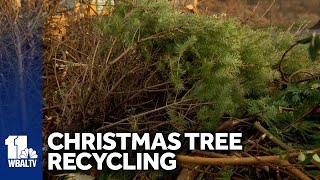 Where to recycle live Christmas trees in Harford County