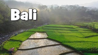 10 meilleurs endroits à visiter à Bali : les rizières