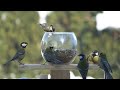 Videos for Cats to Watch - birds eat seeds