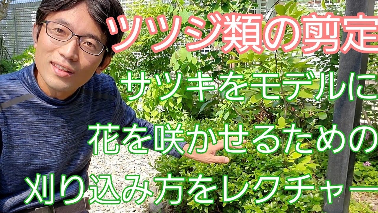 ツツジ類 サツキ の剪定 花後すぐの刈り込みで 来年の花付きが向上 Youtube