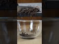 2 Ingredients Chocolate Mousse