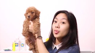Main Sama Puppy Baru