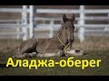 Аладжа (или верёвочка на шее) для жеребёнка. Зачем?