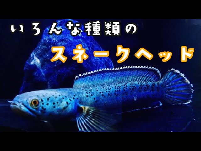 色んな種類のスネークヘッドの動画🐟 - YouTube