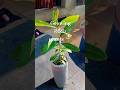 Growing కలజామున్ from seeds #homegardening #viralshort #gardening #tree