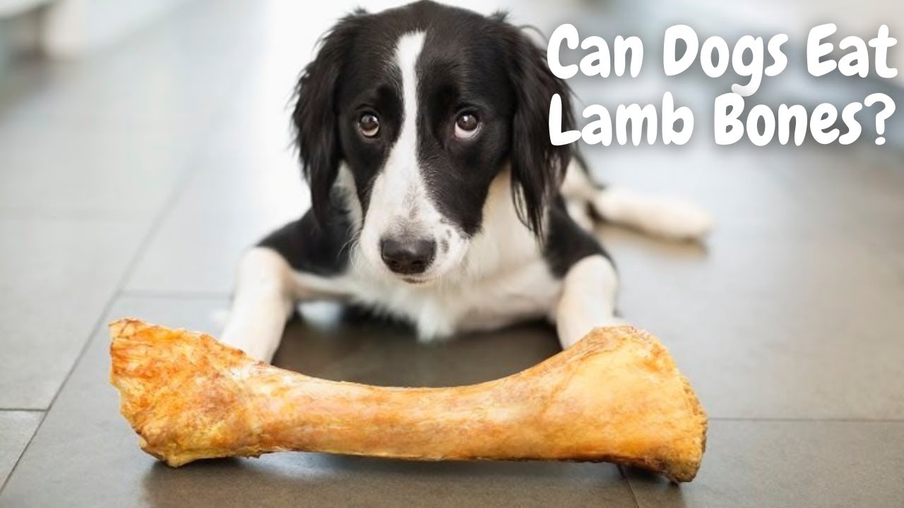 can you give lamb bones to dogs