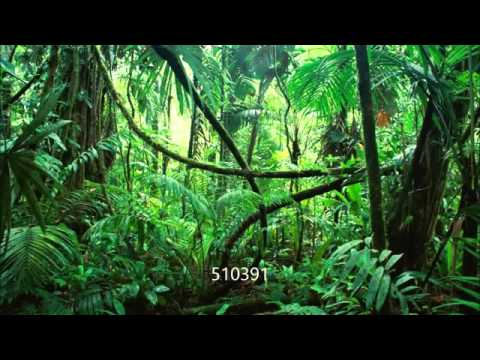 Видео: Тропически мотиви