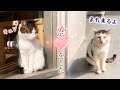 家猫が恋したのは、毎日会いに来る野良猫でした