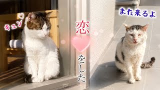 家猫が恋したのは､毎日会いに来る野良猫でした