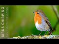 Beautiful birds singing in forest  relaxing bird sounds instant relief from stress and anxiety