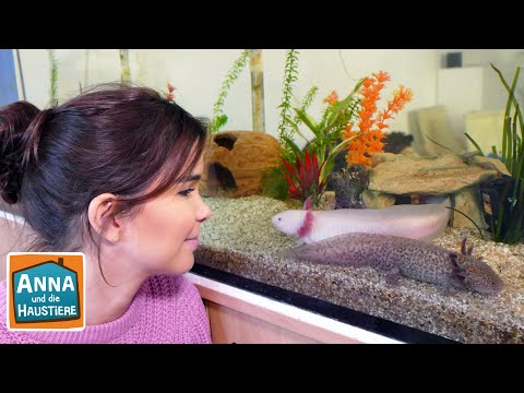 Axolotl | Information für Kinder | Anna und die Haustiere