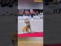 K9 smart training #dog #dogtraining #k9 #belgianmalinois #puppy #pets