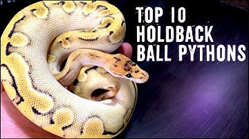 TOP 10 BALL PYTHON HOLDBACKS!
