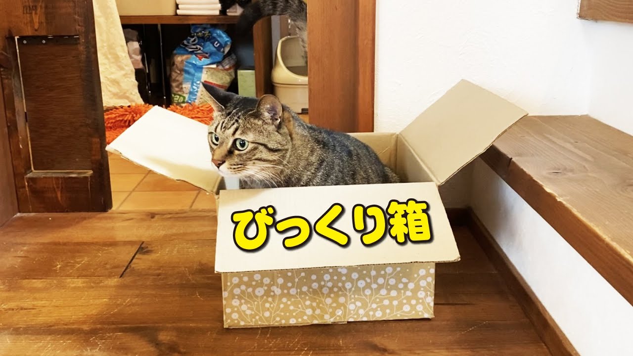 A cat that learned how to use a 