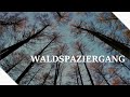 Waldgeflüster mit Musik ∷ Waldspaziergang zum Entspannen ∷ Natur