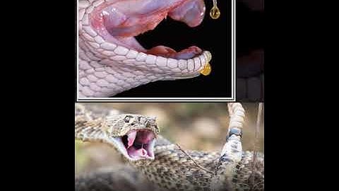 Răng nanh rắn có trước hay nọc độc có trước |sự thật lạ lùng bạn nên biết  Phần 15 #shorts