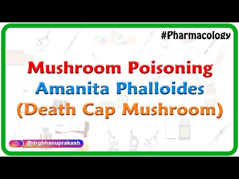 Mushroom Poisoning Amanita phalloides (death cap mushroom)- Fmge and Neet pg Pharmacology