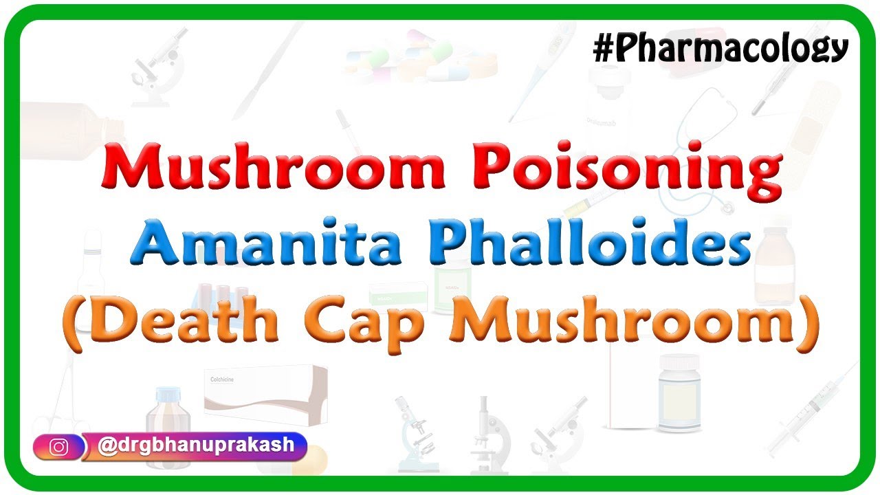 Mushroom Poisoning Amanita phalloides (death cap mushroom) Fmge and Neet pg Pharmacology YouTube