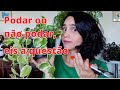 Por que podar plantas é importante? Como podar plantas de interior