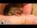 This Tiny Perfect Creature Is A Baby Shrew  | The Dodo Little But Fierce