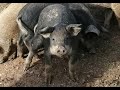 Подстилка для свиней и поросят (венгерская мангалица) бесплатно