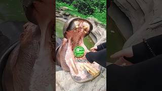 Hippo Fish Dentists—'Blood' Is SWEAT! 🦛#animals #funny #shortfeed #science #hippo