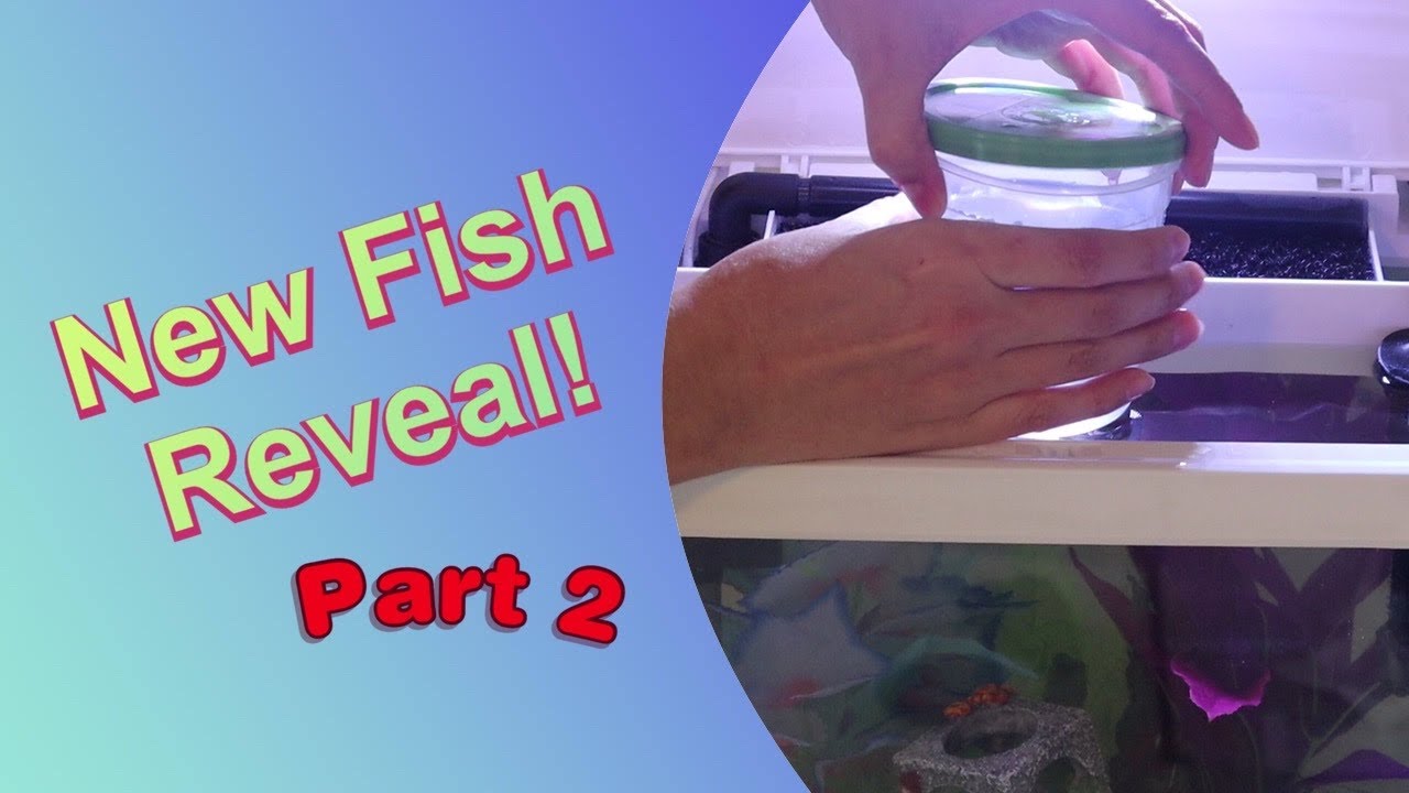 How to Introduce a New Betta Fish to Tank! 🐟 - YouTube