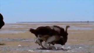 Mother Ostrich Don’t Protect Her Newborn From Cheetah, Lion Hunting-Cheetah, Lion Vs Ostrich Fight