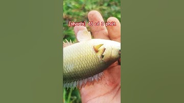 Câu cá rô đồng mùa đồng xuân @chuachactv